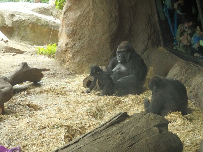パンダだけじゃない 上野動物園の赤ちゃん ゴリラのリキくんとシャンシャン再び 上野 御徒町 東京 の旅行記 ブログ By まーやんさん フォートラベル