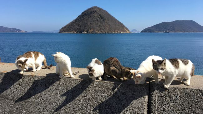 ねこ島探訪記□18年早春～人懐っこくてフレンドリーな多度津町・佐柳島のネコさん』丸亀・宇多津・多度津(香川県)の旅行記・ブログ by  ahirutさん【フォートラベル】