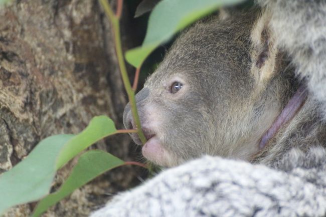 赤ちゃん大集合の春の埼玉こども動物自然公園 午後編 ねばった甲斐あってコアラの赤ちゃんとカンガルーの赤ちゃんにも会えた 午後になってもミヤビちゃんの目やにの跡がとれず 東松山 埼玉県 の旅行記 ブログ By まみさん フォートラベル