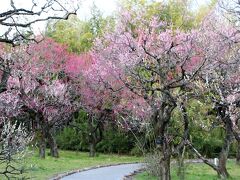 神代植物公園に梅を見に行った。