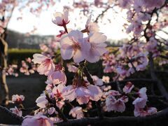 梅園のそばで大寒桜が咲いていた。
大寒桜はカンヒザクラとオオシマザクラに影響があり、埼玉県川口の安行から広められたので「安行寒桜」と呼ばれると書かれていた。
安行桜の見ごろはそろそろと言う事の様だ。