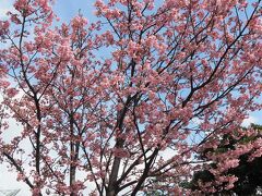 ＪＲ関内駅前に咲く陽光桜

関内駅から横浜スタジアムへ向かう左手、
市役所の横に港町魚市場跡の碑と並んでいる桜の木。
「陽光桜」と書かれています。