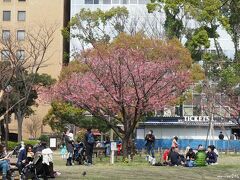 横浜公園の桜　「横浜緋桜」

桜の木の下でお花見が始まっていました。