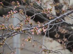 県立神奈川近代文学館の桜

文学館の周りのソメイヨシノも、今にも蕾がはじけそうでした。