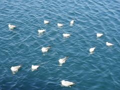 今は浮かんでいるが沖に出ると船の後を追いかけてくる。