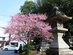 ということで、軽く昼食を済ませたあと
天満宮の総本社である北野天満宮へ。
こちらの駐車場入り口の梅がとても綺麗でした。