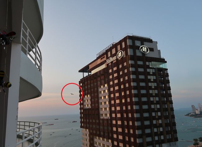 ヒルトンホテルが出来て（８年）まもなく住み着いている一羽の鳥。