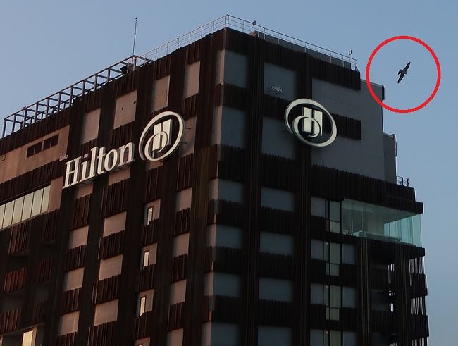 はじめて写真に収めました、いつも一人ぼっちのようだ。