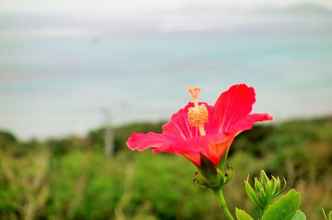 サビチ洞を出発し、島を北上します。<br />2月とはいえここは南国。道中もお花が綺麗でした。