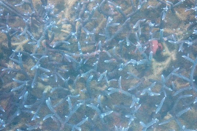 5分ほど船を走らせ、サンゴ礁のスポットに到着。