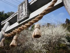 　キャンプ場入口からさらに坂道を登ること10分で、岩屋神社の鳥居にたどり着きました。
　桜の季節には早すぎたけど、梅は真っ盛り。
