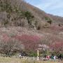 ＜湯河原＞　エクシブ湯河原離宮と湯河原梅林