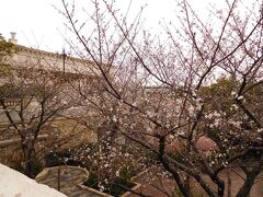 １１：３０

モノレールのリゾートライン（以下リゾラ）に乗ってシーへやってきました。

ビッグバンドビート（以下BBB）の１２：２０初回公演に並びに行きます。

ミラコスタへの連絡通路から見えたピクニックエリアのこの木はもしや…