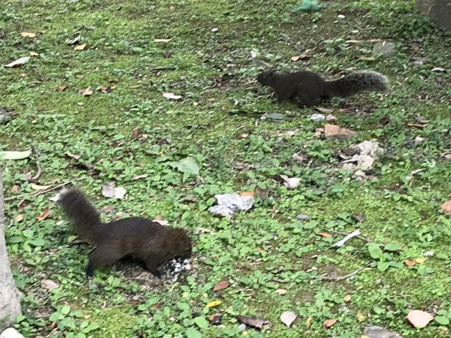 リスがたくさんいました。