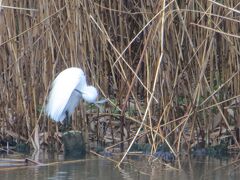 不忍池も　
春というよりは　
むしろ冬景色だったけれど

熱心に羽繕いをしているサギの様子を見れば
春が近いことがわかります