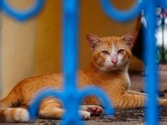 この辺りはGrabやUberを見ても走っている車が無かったので普通のTAXIを拾って、HOTELに戻る途中にある大き目なローカル寺院に立ち寄ることに。
顔の大きな猫が柵の向こうからこちらをジッと見ていた。
