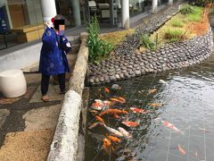 お宿は鳥取駅近くの旅館、こぜにや。
敷地の真ん中にある池の鯉にエサをあげることができます。無料でした。