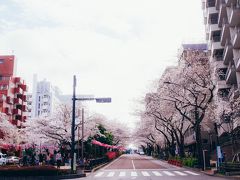 茗荷谷駅から少し歩いたところにある播磨坂の桜並木。