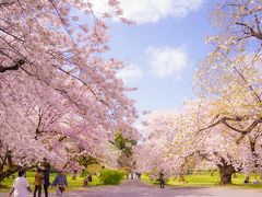 小石川植物園の桜もまた圧倒的にきれいで好きな場所なのです。宴会禁止なので静かにのんびりと花見をすることができる。