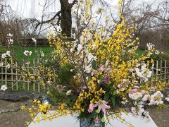 円山公園に
各所に生け花が展示されてます。
後ろは有名なしだれ桜です。これから開花が楽しみですね。
