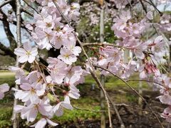 　ほぼ満開です。
　警備員さんが桜の木の前にいて、「触らないで、座らないで、三脚を使用しないで」などと注意していました。