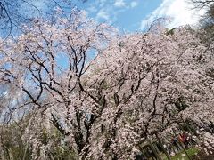 六義園 しだれ桜 