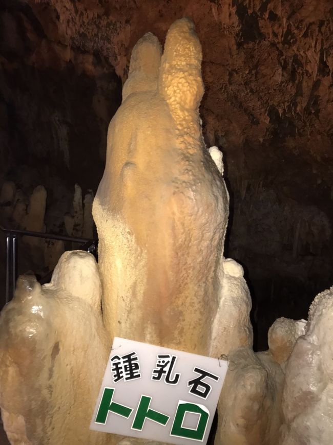石垣島の鍾乳洞は他の場所と違って暖かく海も近いので水滴が早く落ち、成長も早いのだそうです。<br /><br />それでも20万年はかかっています。<br />この大きな鍾乳洞は「トトロ鍾乳石」と書かれていました。<br />見ようによっては・・ってところかな。