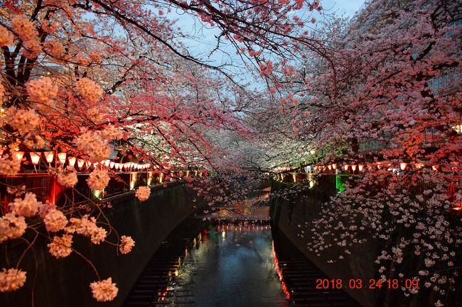 春爛漫☆昼と夜☆桜吹雪の舞う幻想的な風景☆極上のフラワールチル入りガーデン水晶 hq720.jpg?sqp=-
