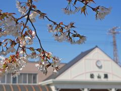 JR松山駅に到着！早咲きの桜が咲いていました♪
11:42の列車に乗るのですが、張り切って早く来てしまってまだ11時過ぎだったと思います。

時間をつぶすにも、微妙でうろうろ・・・ベンチに座ってボーッとしていたのですが・・。