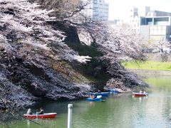 いかにも東京の桜って景色ですねえ。