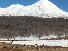 知床自然センターからフレペの滝へのけもの道。野生のシカがいました。