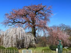 8：30　円山公園（まるやまこうえん）/祇園枝垂桜

樹齢約90年、咲き始め。


入園自由
円山駐車場利用
