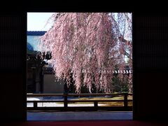 9：00　高台寺（こうだいじ）

波心庭の4代目枝垂れ桜が見頃入り。


高台寺、高台寺掌美術館共通　600円
駐車場　600円/1時間