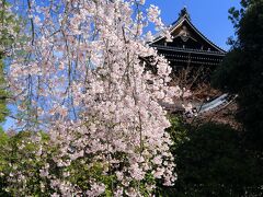 10：00　知恩院/友禅苑（ゆうぜんえん）

友禅染の祖 宮崎友禅斎ゆかりの庭園。
早咲きの枝垂れが見頃。


拝観料　300円