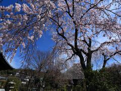 11：40　瑞光寺（ずいこうじ）

ここの枝垂れも見頃入り。


拝観料　無料
駐車場　無料