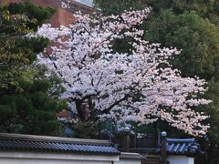 6：40　冷泉家（れいぜいけ）

御苑に向かう道すがら、白壁からこぼれる冷泉家お桜が満開。