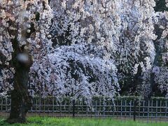 6：50　京都御苑/近衛邸跡

数日前から見頃入りしている「近衛邸跡の糸桜」


入園自由
駐車場　有り（時間外なのでコインP利用）