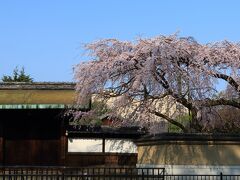 8：20　旧有栖川宮邸

旧有栖川宮邸の枝垂れも満開。