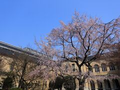 9：30　京都府庁旧本館

円山公園の祇園枝垂れの孫桜が満開。
紅一重しだれ桜も見頃入り。
他はつぼみ。


入館料　無料
駐車場　無料