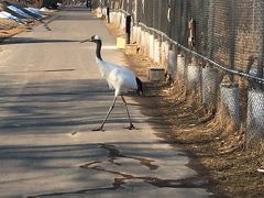 丹頂鶴自然公園