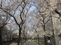 京阪の祇園四条で電車を降りて桜散策開始です、先ずは白川南通から。この写真は鴨川側です。