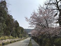 知恩院道にも桜が！でも時間がないので知恩院さんには行きません。（苦笑）