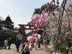 円山公園から八坂さんの方を見る。