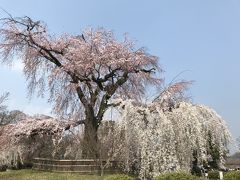 円山公園には樹齢が古そうなこんな立派な桜があります。