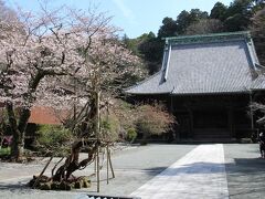 前置きが長くなってしまい・・・・妙本寺へ。
海棠やノウゼンカズラでも知られた寺院だが、桜も見ごたえがある。
ちょうど見ごろ・・・
