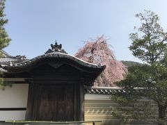 次は今回のメインの目的地の高台寺へ。
高台寺の入り口では「桜が咲いてますよ」と呼び込みもしてたしポスターも貼ってました。でも ねねの道からじゃ高台寺の桜見えないんだよねって事で階段を登り、拝観料を払う前に桜が咲いてる事を外から確認。