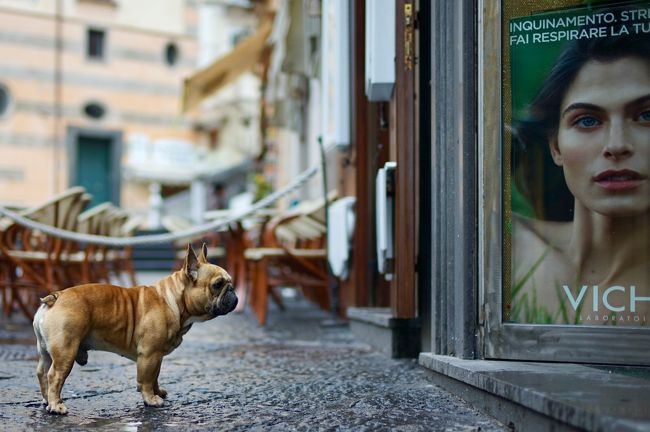 強そうなブルちゃんがなんか見てます。