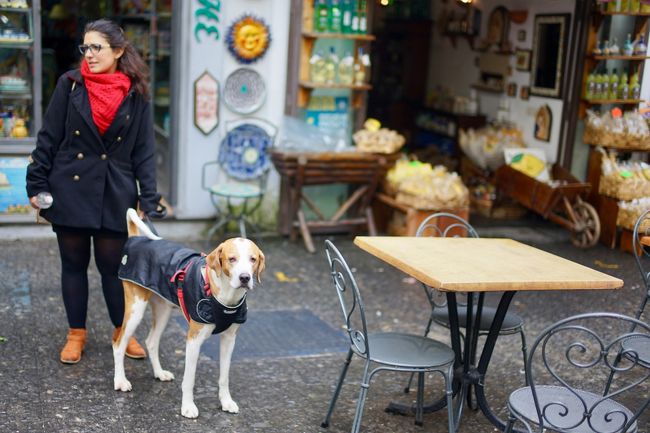スマートなワンコがこっち見てます。