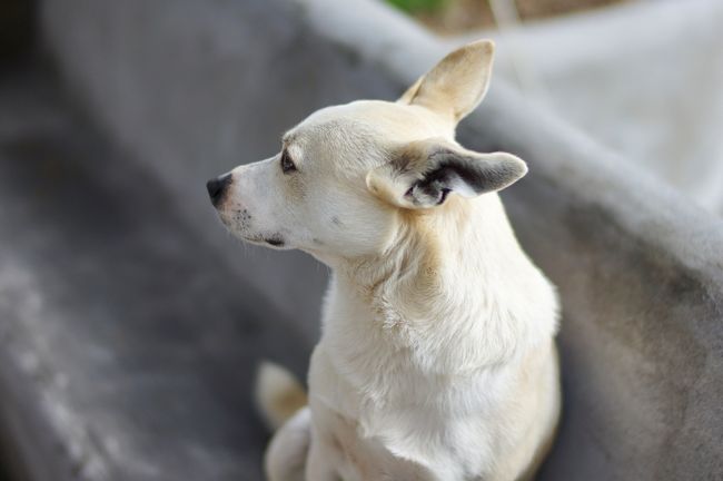 のら犬発見！ 逃げない。かわいい！