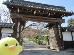 西教寺にきました。
西教寺総門です。
日吉神社あたりから総門まで歩くと15分ぐらいだけど
けっこうの登りの急坂があります。
電動でない自転車だと漕いで登れないかも。